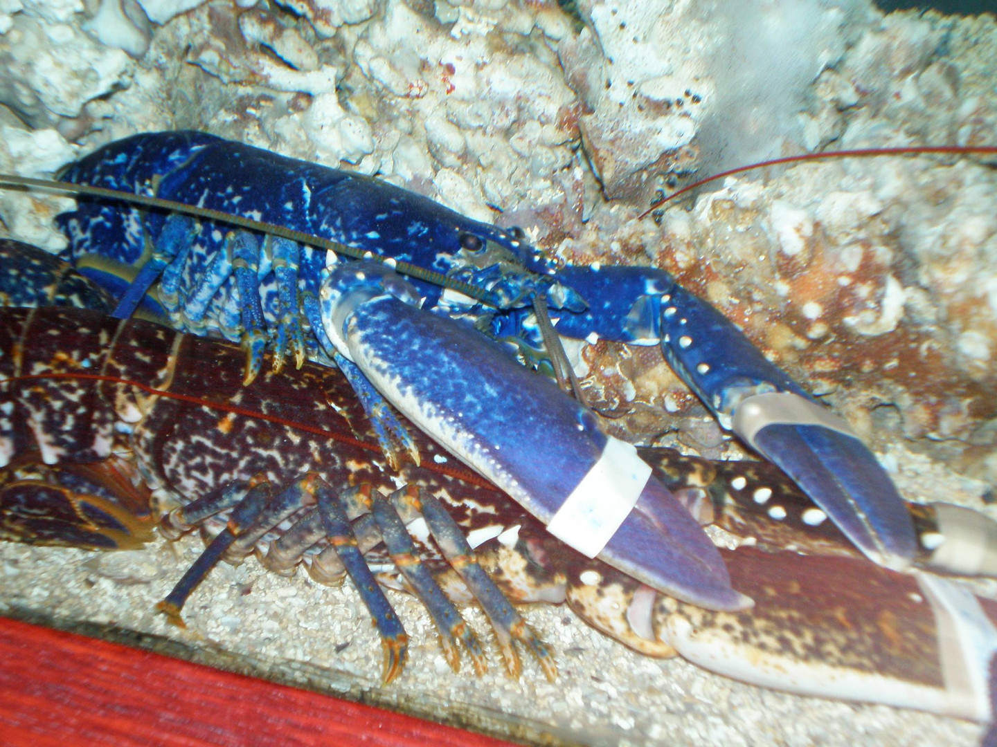 Синий бретонский омар
