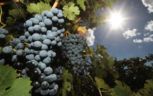Уборка винограда в Крыму


