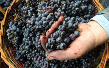 Сбор урожая на частной винодельне в Ростовской области
