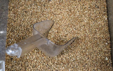 Фото: Сергей Лантюхов / NEWS.ru / Global Look Press