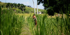 Сахарная промышленность — основной источник доходов Кубы на протяжении всей ее истории. До революции 1959 года главным рынком сбыта кубинского тростникового сахара были США, его экспорт обеспечивал до трети американского рынка. После прихода к власти Кастро основным потребителем сахара с Кубы стал Советский Союз, развал которого принес огромные неприятности экономике Острова Свободы: если в 1970-х годах Куба ежегодно производила около 8 млн т сахара, то к концу 2000-х — всего около 1,3 млн. Тем не менее, по данным за 2014 год, продажа сахара принесла стране $392 млн. Главным потребителем традиционного кубинского продукта последние годы остается Китай.

На фото: фермер на сахарной плантации в окрестностях Гаваны
