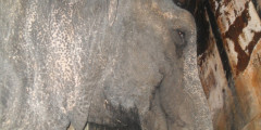 На трассе «Байкал» загорелся автомобиль со слонами. Фото. Фотослайдер 0
