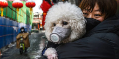 Жительница КНР и ее собака в защитной маске. Пекин.

По данным ВОЗ на 10 февраля, в Пекине зарегистрировано​ 337 случаев заболевания коронавирусом
