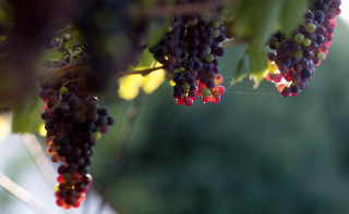 «Ариант», активы которой потребовали изъять, открыла центр виноградарства