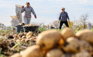Фермеры пожаловались на дискриминацию при закупках российского картофеля