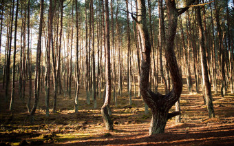 Фото:Shutterstock