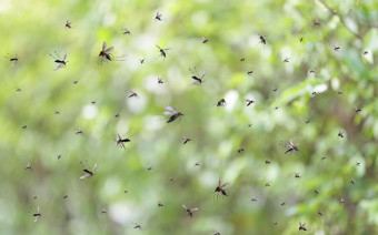 Фото:Shutterstock