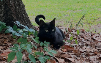 <p>Кот Пеппер</p>