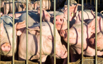 Фото:Shutterstock