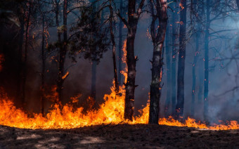 Фото:Shutterstock