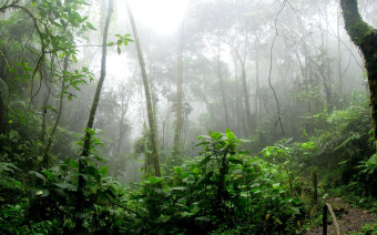 Ученые обнаружили количество поглощаемого лесом углекислого газа. По оценкам ученых, эта цифра может достигать трех миллионов кубометров СО2