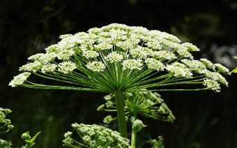 Фото:Shutterstock