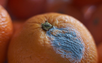 Фото:Shutterstock