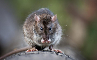Фото:Shutterstock