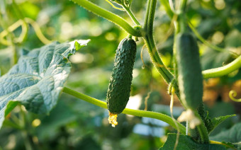 <p>Всего за несколько месяцев зимы 2025-2026 года из-за аномальных холодов и перебоев с логистикой огурцы в России подорожали на 111%.</p>