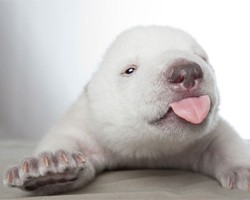 Фото: Scandinavian Wildlife Park