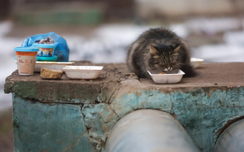 Фото: Алексей Белкин / NEWS.ru / ТАСС