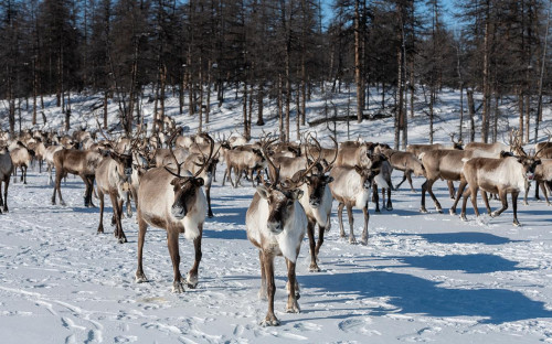 Фото: Татьяна Гасич / Shutterstock