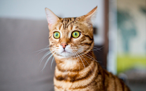 Фото:Shutterstock