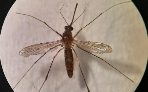 Комар Culex Modetus