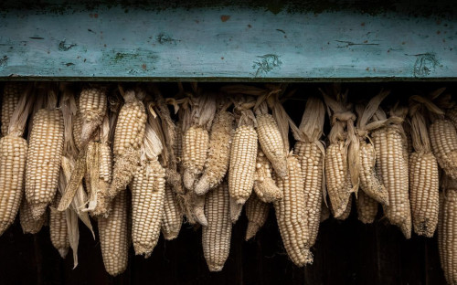 Фото: Ed Ram / Getty Images