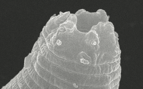 Фото: journals.plos.org