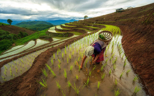 Фото: thirawatana phaisalratana / Shutterstock