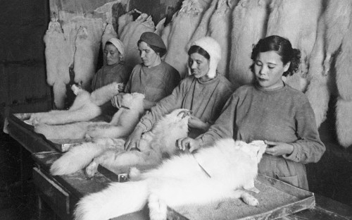 Работницы фабрики &laquo;Красный чум&raquo; чистят песцовые шкурки,&nbsp;Анадырь, 1942 год