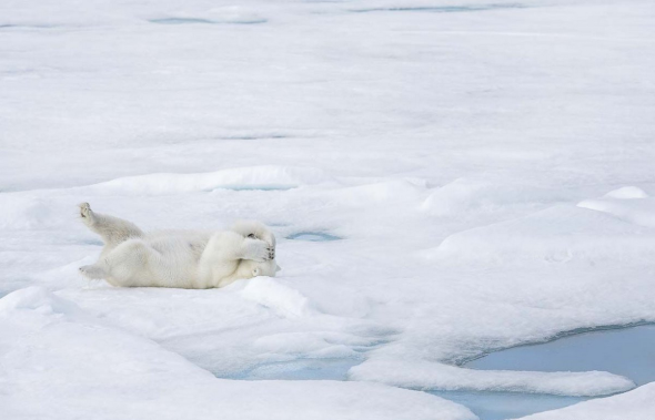 Фото: comedywildlifephoto.com
