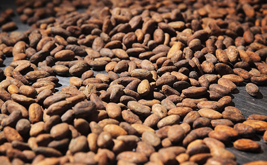 Ремесленный шоколад, в отличие от фабричного, производят из редких сортов какао-бобов (на фото) 