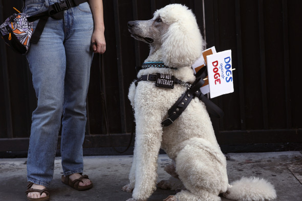 На собаке табличка: Dogs Against DOGE
Департамент эффективности государственного управления (DOGE), который курирует Илон Маск, в марте добился сокращения 216,6 тыс. человек, говорится в отчете международной компании по трудоустройству Challenger, Gray & Christmas. Больше увольнений, по данным компании, было только в апреле и мае 2020 года, в разгар пандемии COVID-19. Фактически с подачи Маска была временно остановлена деятельность USAID с целью дальнейшей реорганизации.