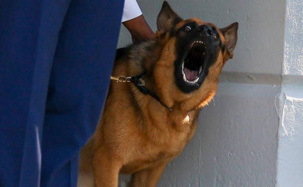 Охранники Байдена придумали способ избегать укусов его собаки
