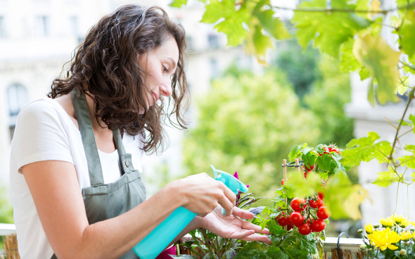 8 Идей для выращивания овощей и зелени на подоконнике