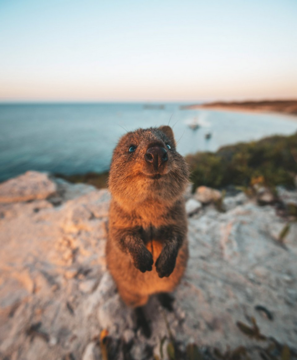 Фото: comedywildlifephoto.com
