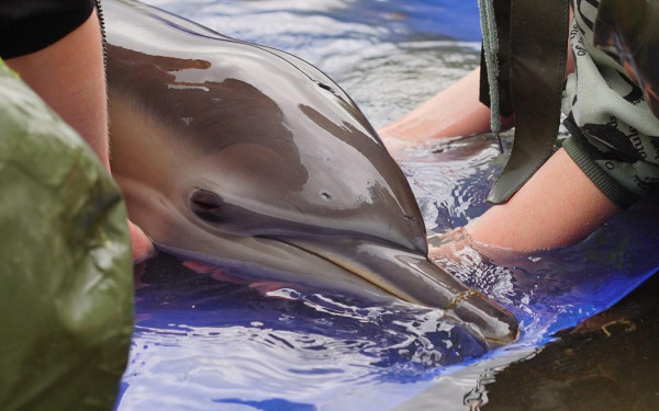 Фото:Научно-экологический центр «Дельфа»