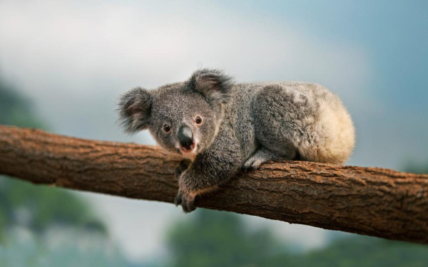 Фото:Shutterstock