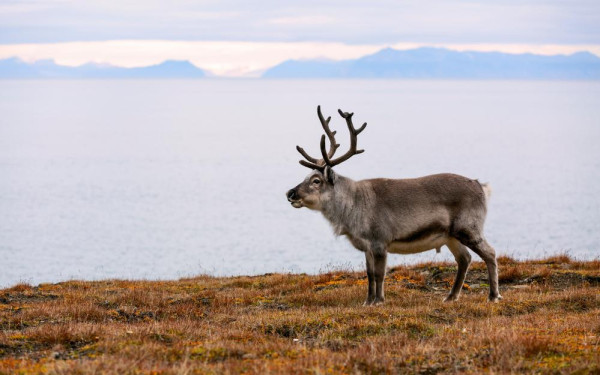 Фото:Shutterstock