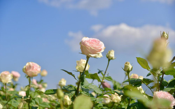 Фото:Shutterstock