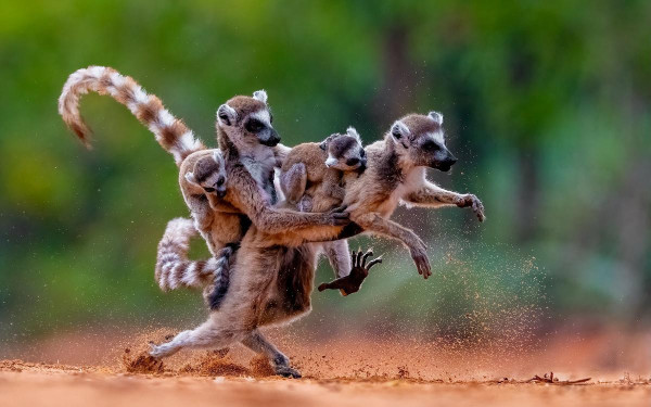 Кошачьи лемуры, заповедник Беренти, Мадагаскар
&nbsp;