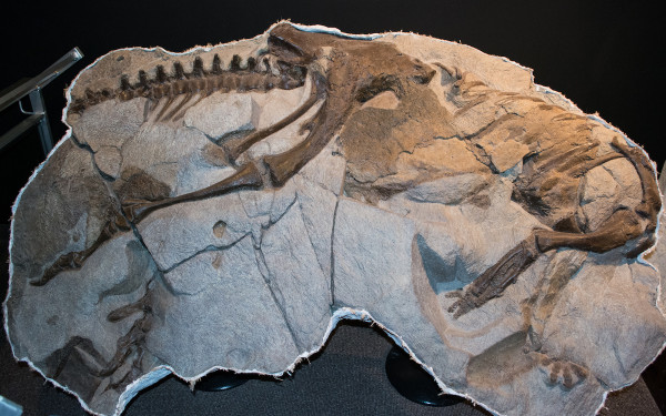 Скелет тесцелозавра в одном из музеев США