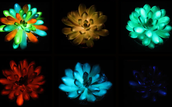 Фото:Шутин Лю, Южно-Китайский сельскохозяйственный университет