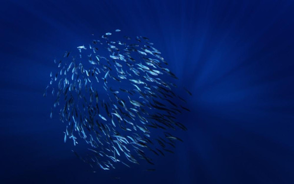 Фото:Shutterstock