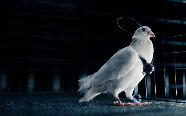 Голубь-биодрон&nbsp;&mdash; птица оснащена нейроинтерфейсом, созданным компанией Neiry