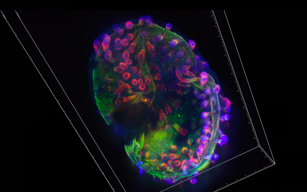 3D-модель кожи