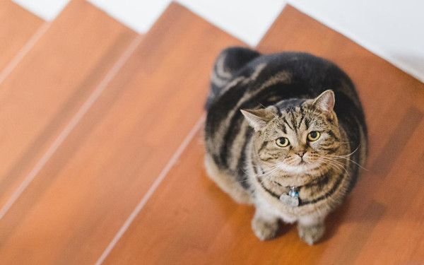 Фото:Shutterstock