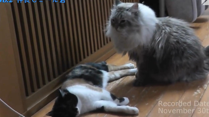 Обложка видео