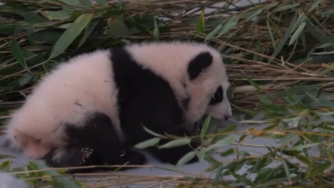 Маленькая панда в Московском зоопарке сделала первые шаги: видео