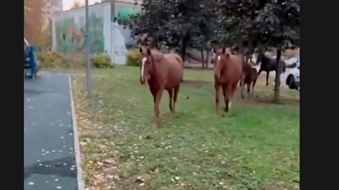 Обложка видео