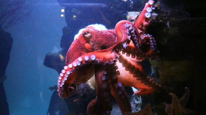 Обложка видео