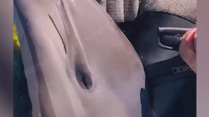 Обложка видео